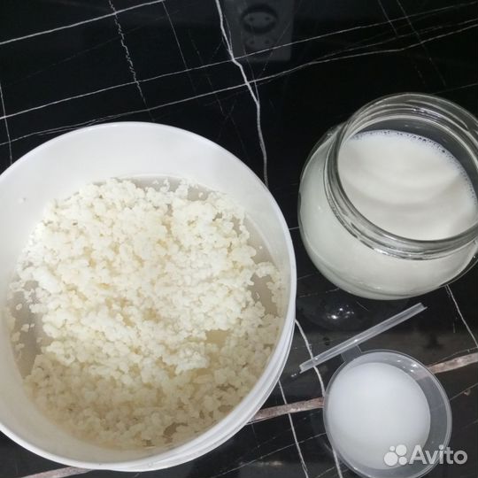 Тибетский молочный гриб