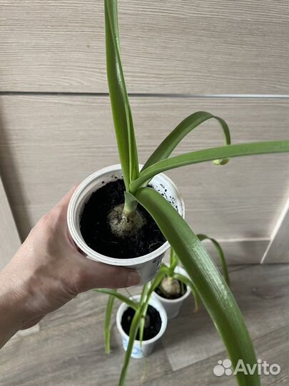 Индийский лук