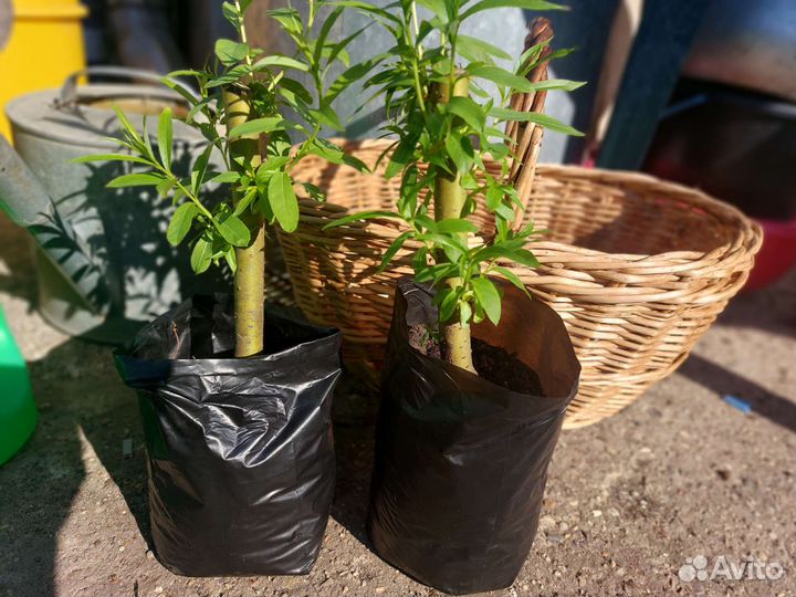 Ива плакучая саженцы черенки с корневой системой