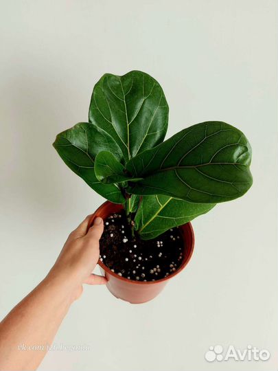 Фикус Лирата Колумнарис и Бамбино