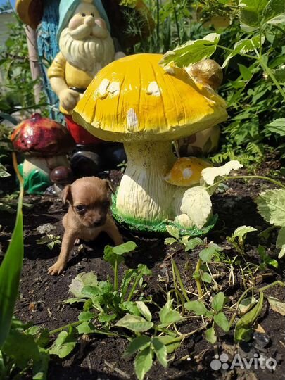 Той терьерС Р О Ч Н О Девочка микро