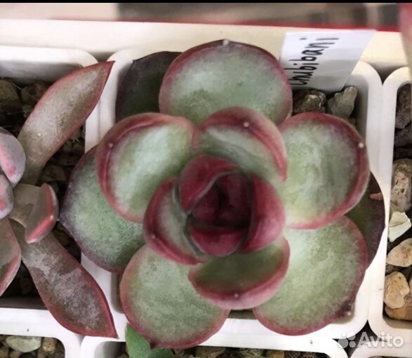 Суккуленты: эхеверии,пахифитумы,седумы