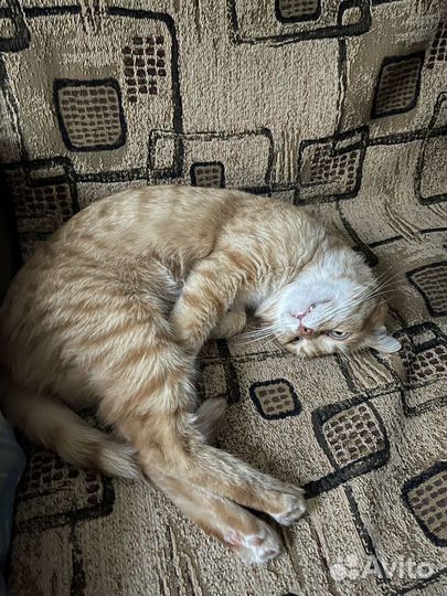 Отдам кота в добрые руки