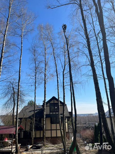 Спил деревьев