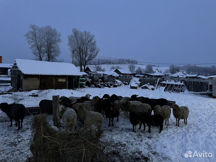 Овцы бараны ягнята
