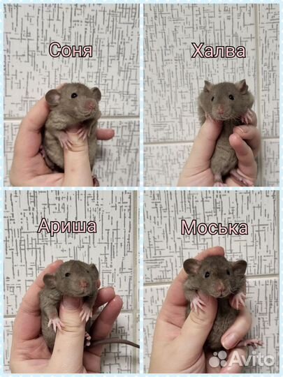 Крысята разные, хорошенькие