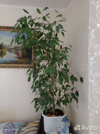 Фикусы большие