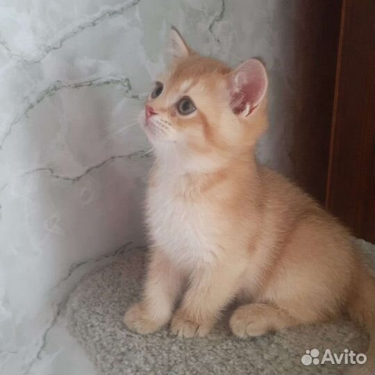 Шотландские котята скотиш страйт