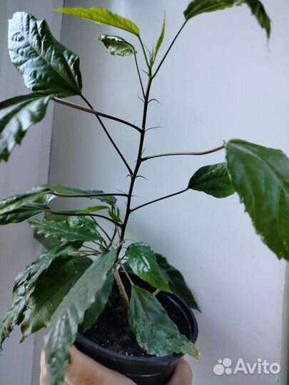 Комнатные цветы