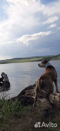 Кобель для вязки