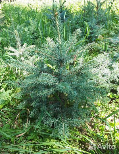 Ель голубая Blue Diamand