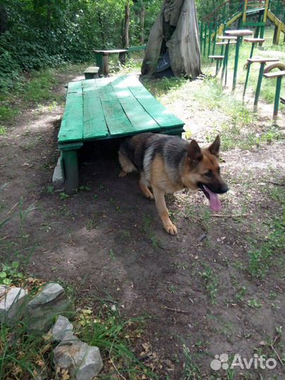 Дрессировка собак любых пород