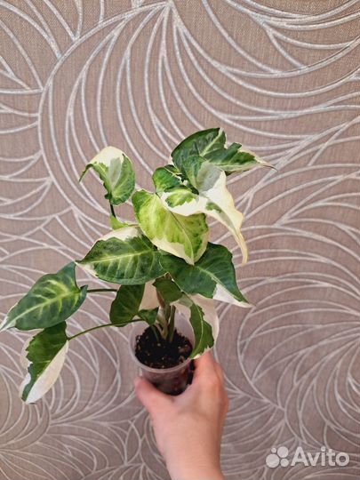 Сингониум орм нак