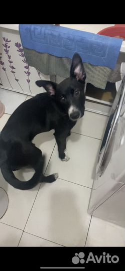 Щенок в добрые руки