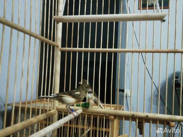 Певчие кенара и канарейки