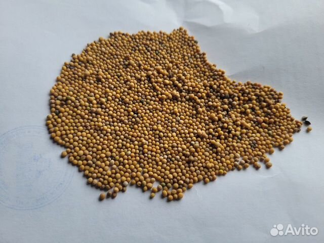 Горчица белая