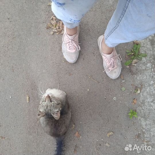 Миниатюрная кошка в добрые руки