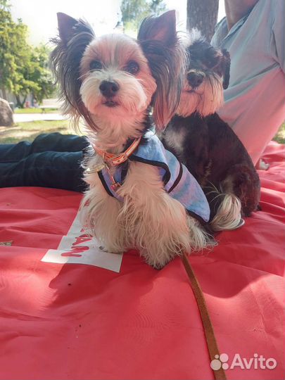 Охлаждающие попоны для собак