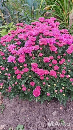 Хризантемы мультифлоры