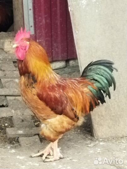 Петухи и индоутки