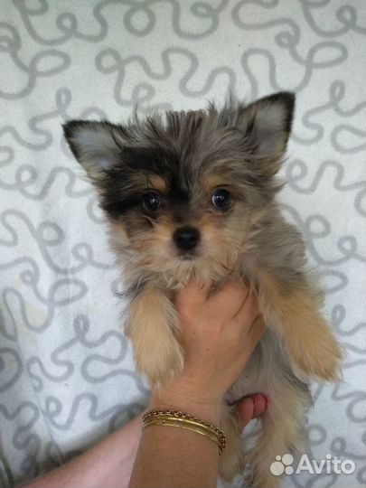 Щенки йоркширского терьера