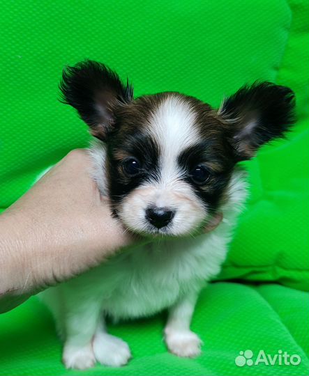 Очаровательная девочка