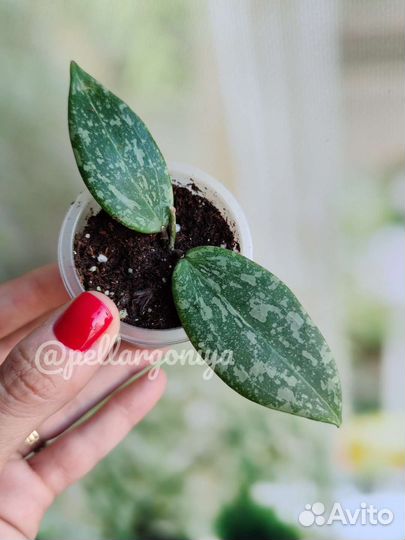 Хойи сортовые