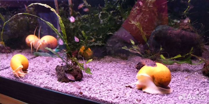 Цихлазома элиотта