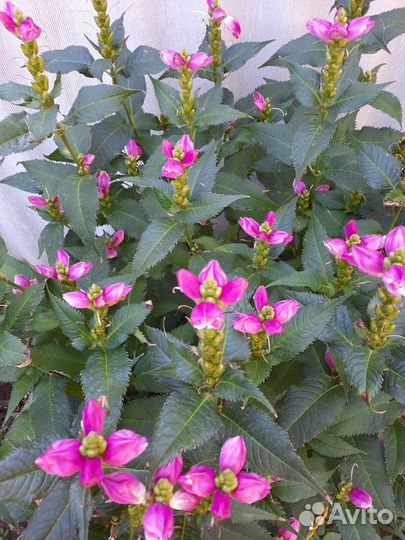 Хелоне садовый многолетник