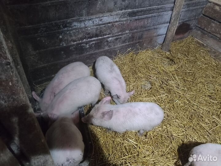 Продам поросят 4-5 недель