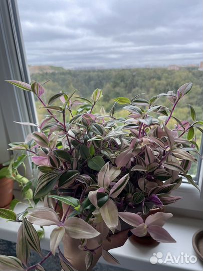 Традесканция розовая