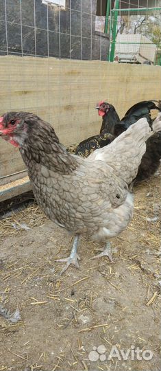 Инкубационные яйцо Амераукан