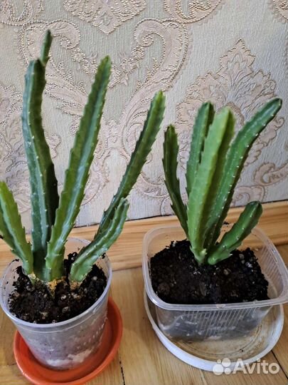 Комнатное растение стапелия