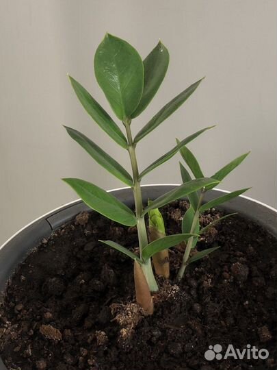 Замиокулькас, не требует пересадки