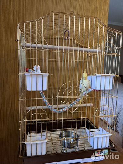 Попугай корелла с клеткой