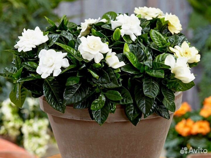 Комнатные растения Цветущие