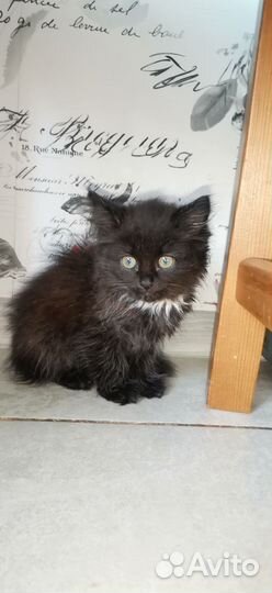 Кошечка