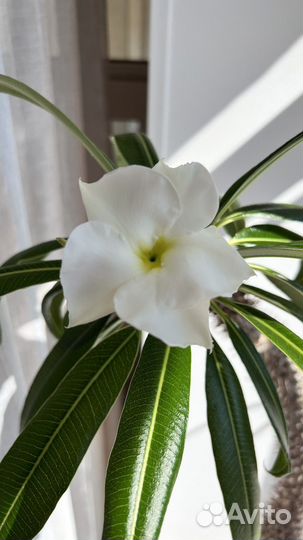 Пахиподиум 140 см, отцвел в августе