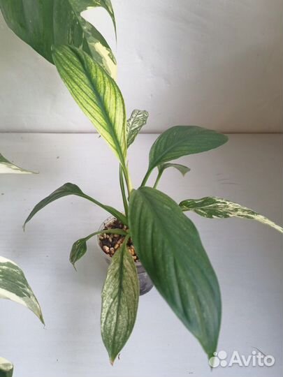 Спатифиллум Уоллиса вар