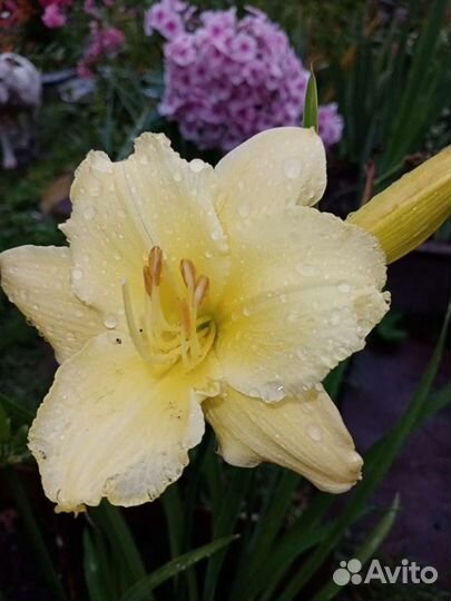 Лилейники сотовые