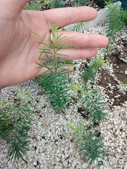 Сеянцы Псевдотсуга голубая