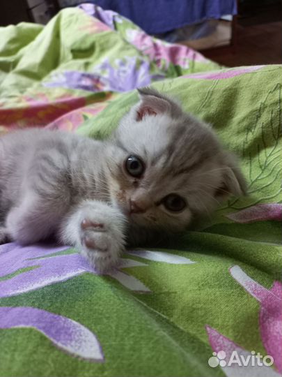 Шотландский