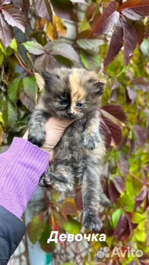 Котята в добрые руки даром