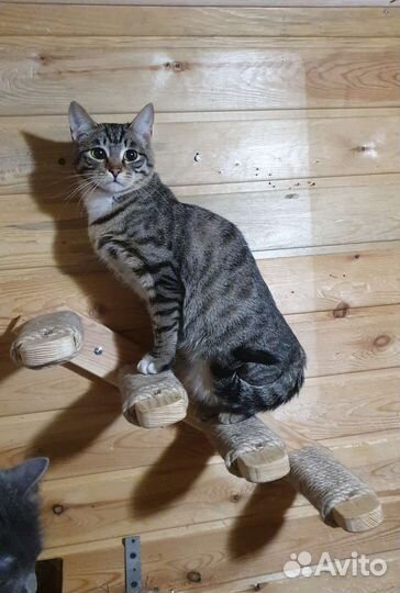 Кошка подросток