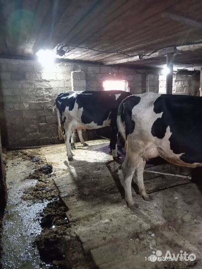 Корова стельная дойная 3 года