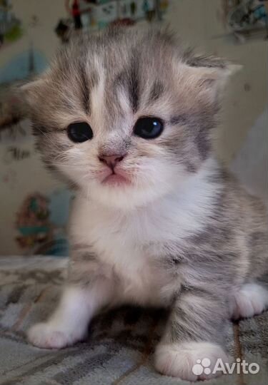 Продажа шотландских котят