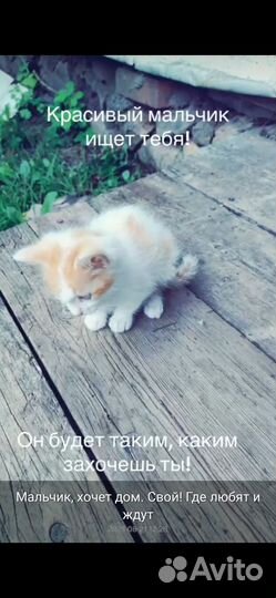 Отдам в хорошие руки котенка