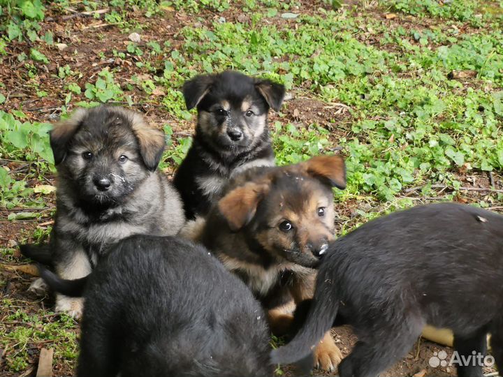 Щенки бесплатно