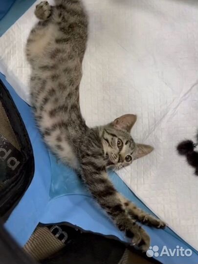 Малыш Рэй (котёнок, 2,5-3 месяца)