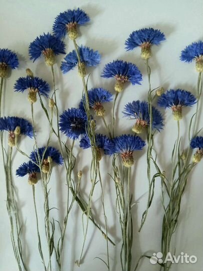 Сухоцветы. Василек